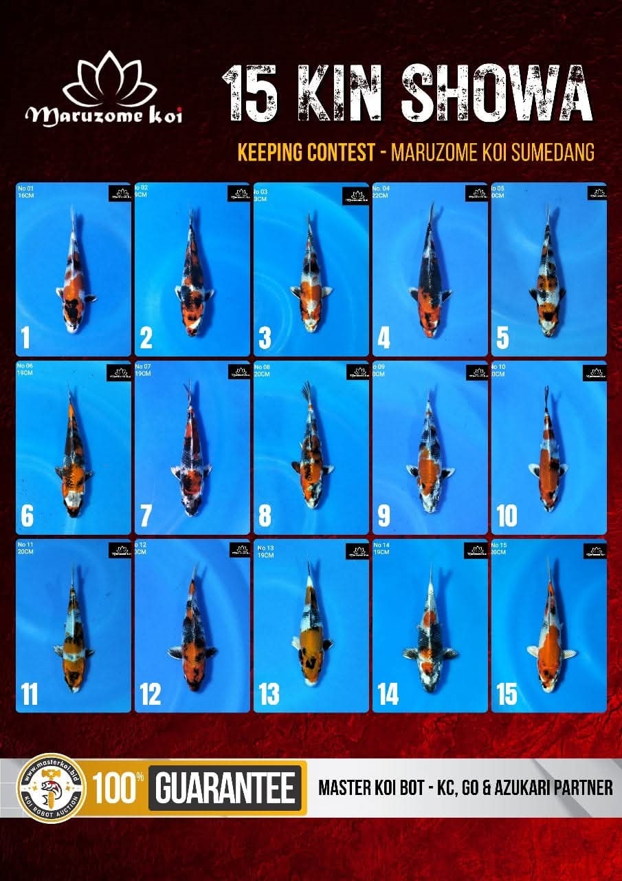 Keeping Contest Kin Showa Sumedang Breeder by Imrontaro 2024